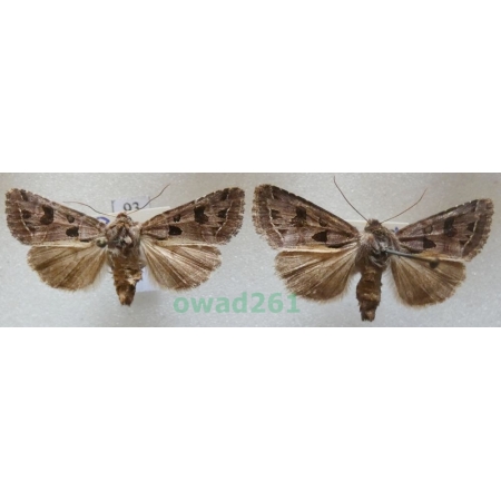 Hyssia cavernosa (Eversmann, 1842) pair Czech93